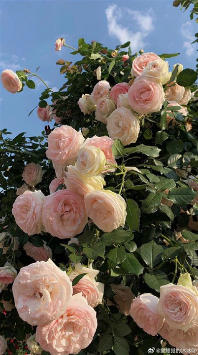 Kjeldahl फ्लास्क